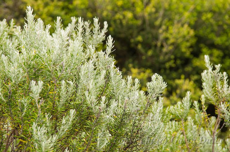 Heathland, Barwon Heads IMGP4431.jpg